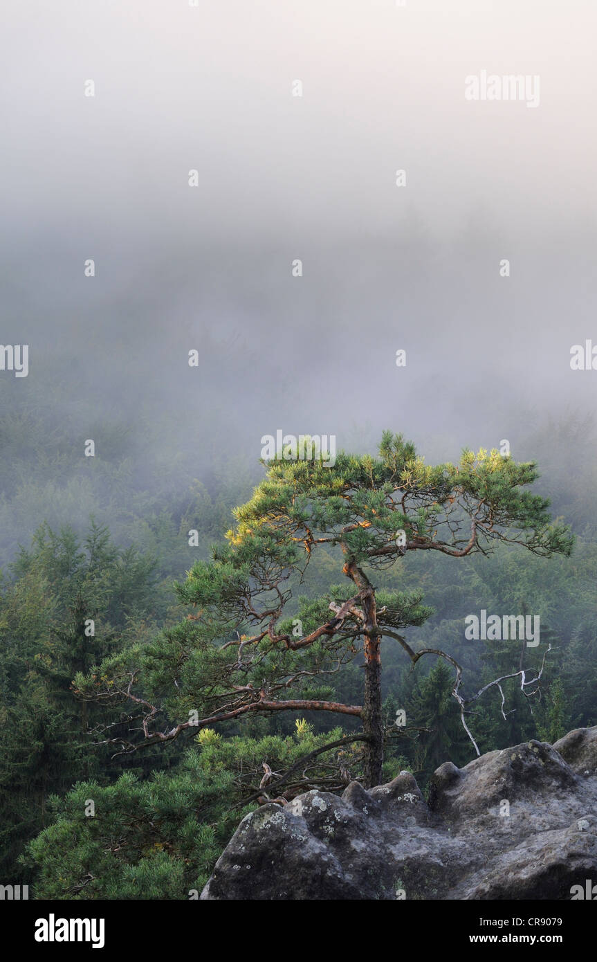 Kiefer in Nebel, Elbsandsteingebirge, Sachsen, Deutschland, Europa Stockfoto