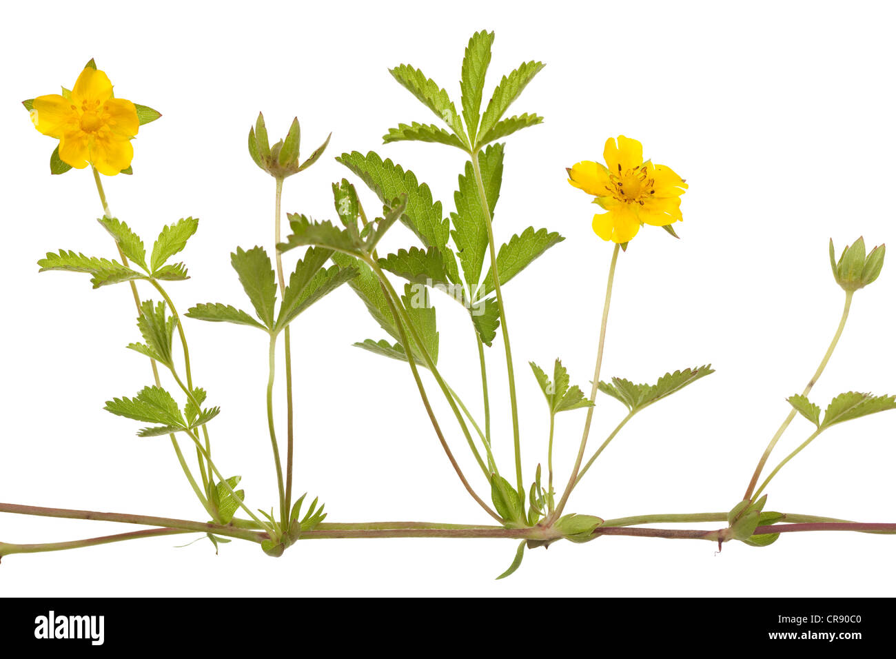 gelber Hahnenfuß (Potentilla Reptans) auf weißem Hintergrund Stockfoto