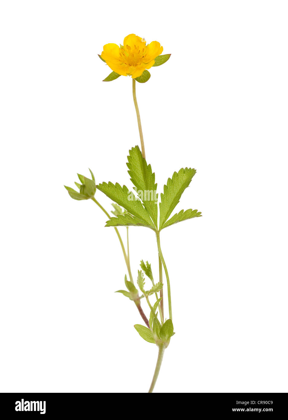 gelber Hahnenfuß (Potentilla Reptans) auf weißem Hintergrund Stockfoto