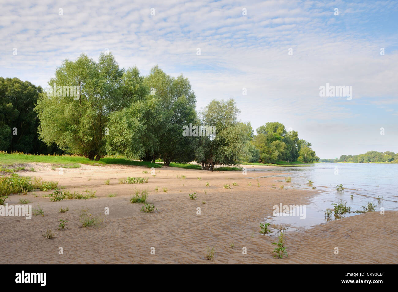 Ufer des Flusses Elbe in der mittleren Elbe Biosphere Reserve, Dessau, Sachsen-Anhalt, Deutschland, Europa Stockfoto
