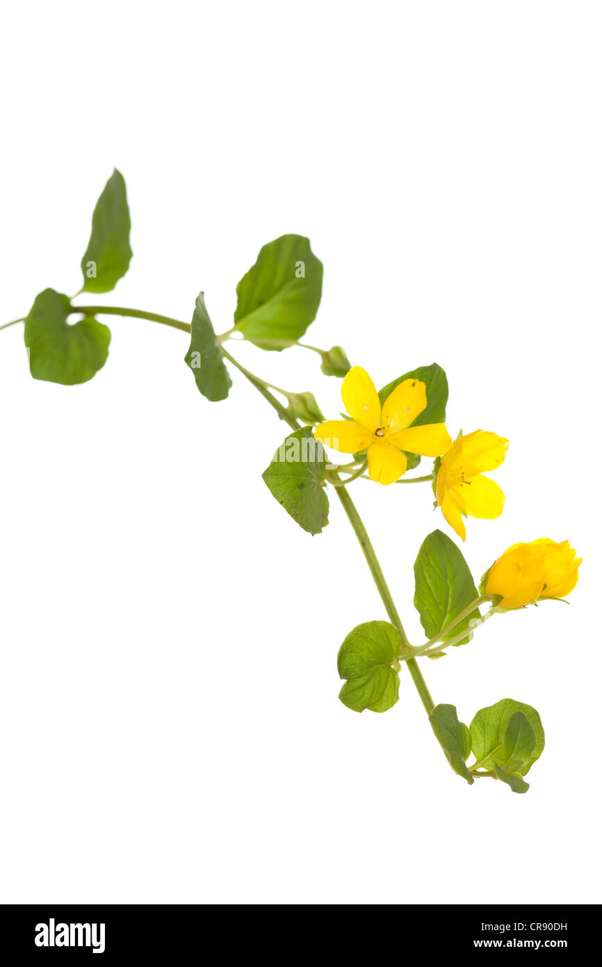 gelbe Blume (Lysimachia Nummularia) auf weißem Hintergrund Stockfoto