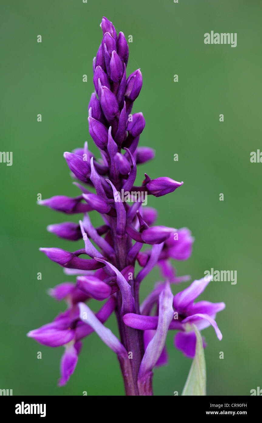 frühe lila Orchidee Orchis mascula Stockfoto