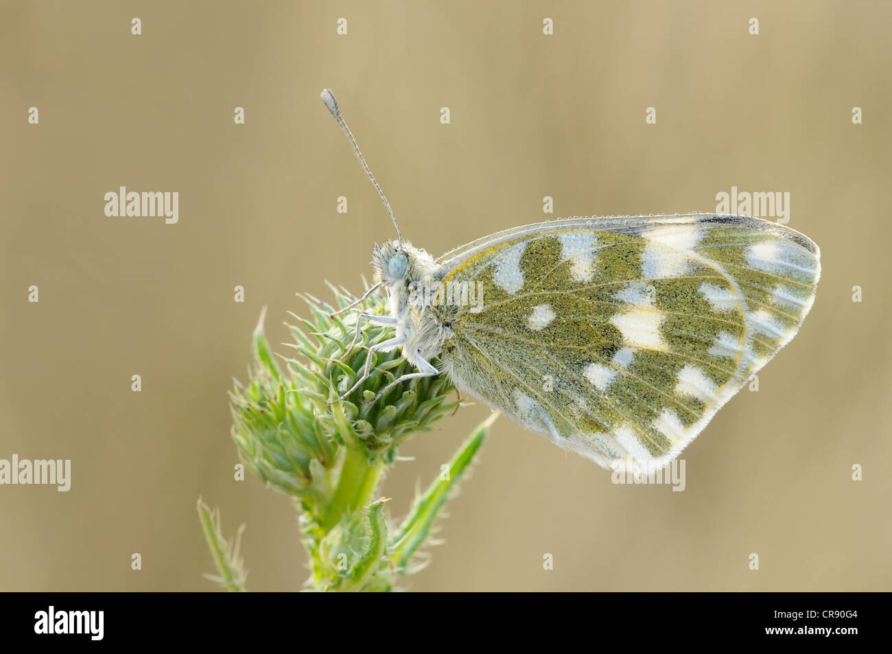 Östlichen Bad weiß Schmetterling (Pontia Edusa), Biosphärenreservat mittlere Elbe, Dessau, Deutschland, Europa Stockfoto