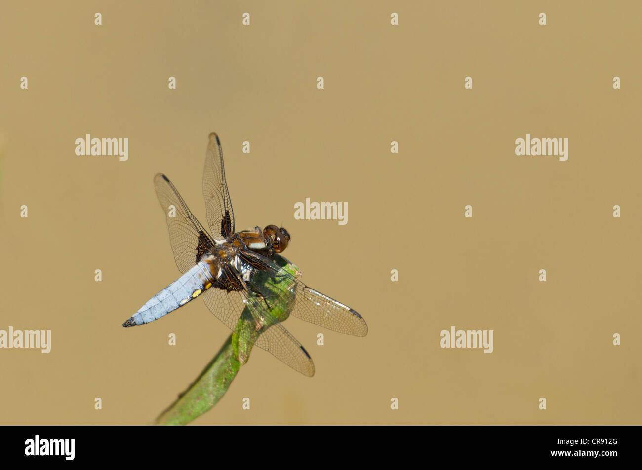 Breit-bodied Chaser Libelle auf englische Sommer Tag Aalen Stockfoto