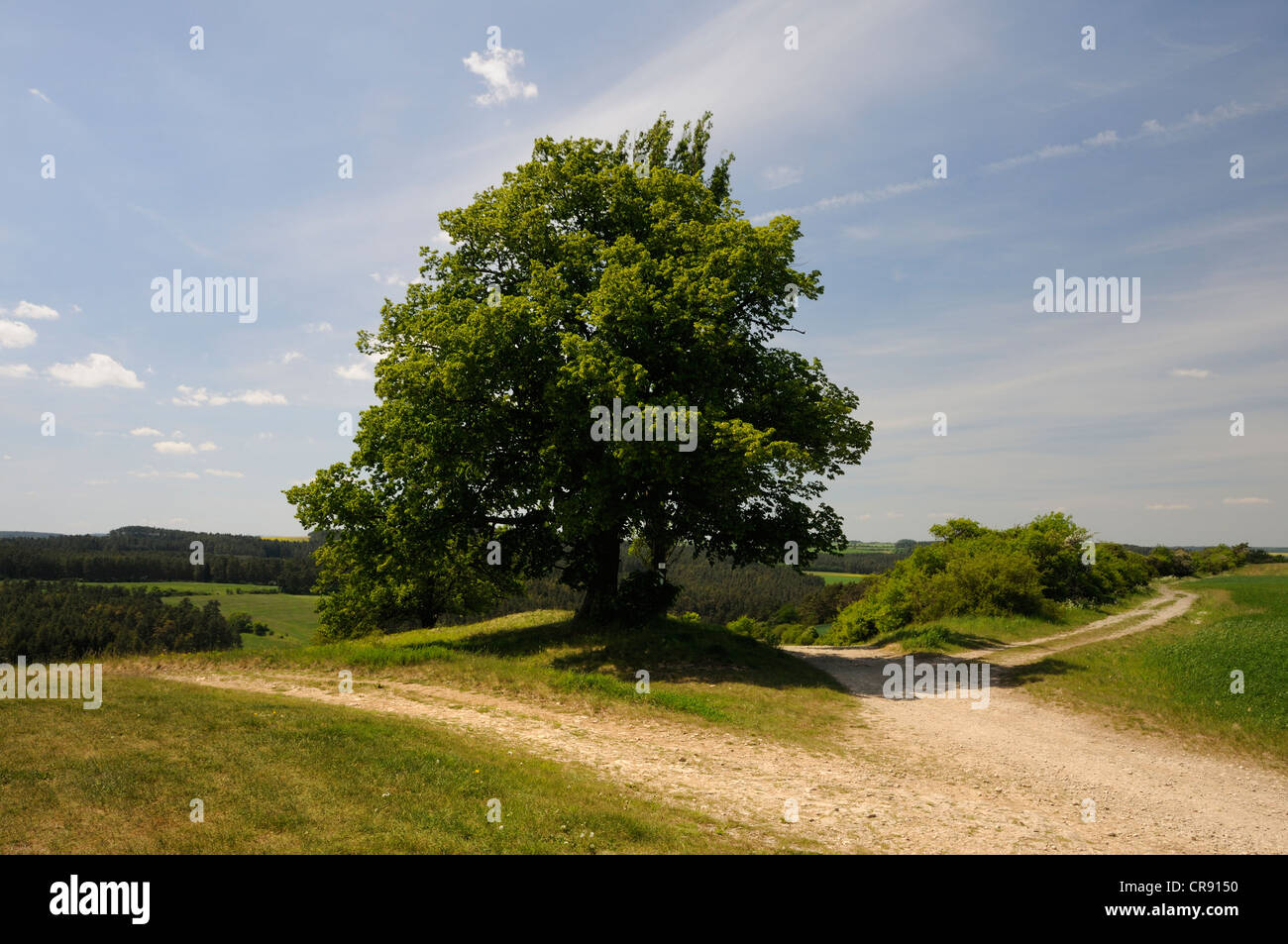 Gericht-Baum, Linden (Tilia) auf einem Hügel in der Nähe von Rettwitz, Thüringen, Deutschland, Europa Stockfoto