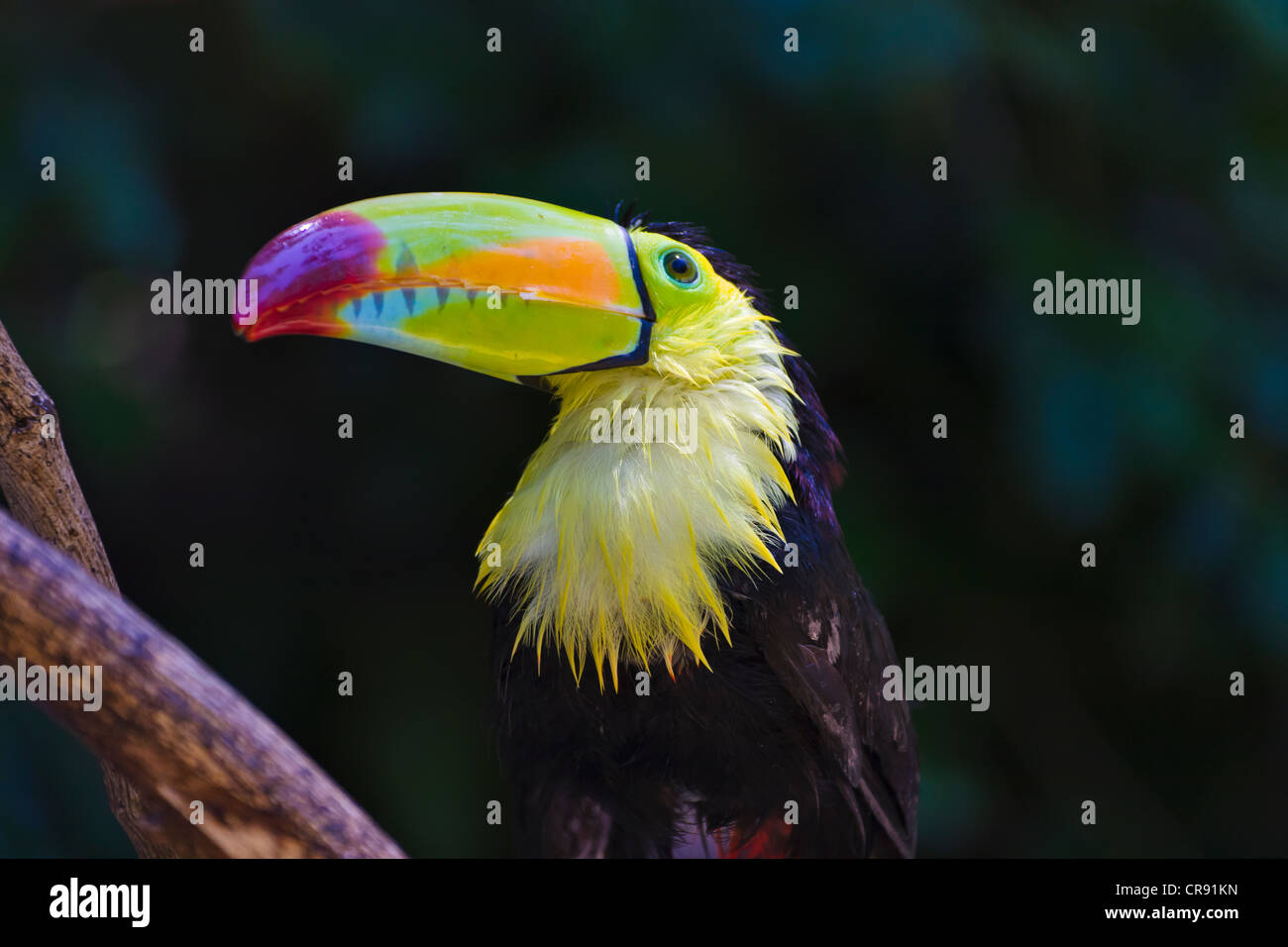 Tukan im Dschungel, Honduras Stockfoto