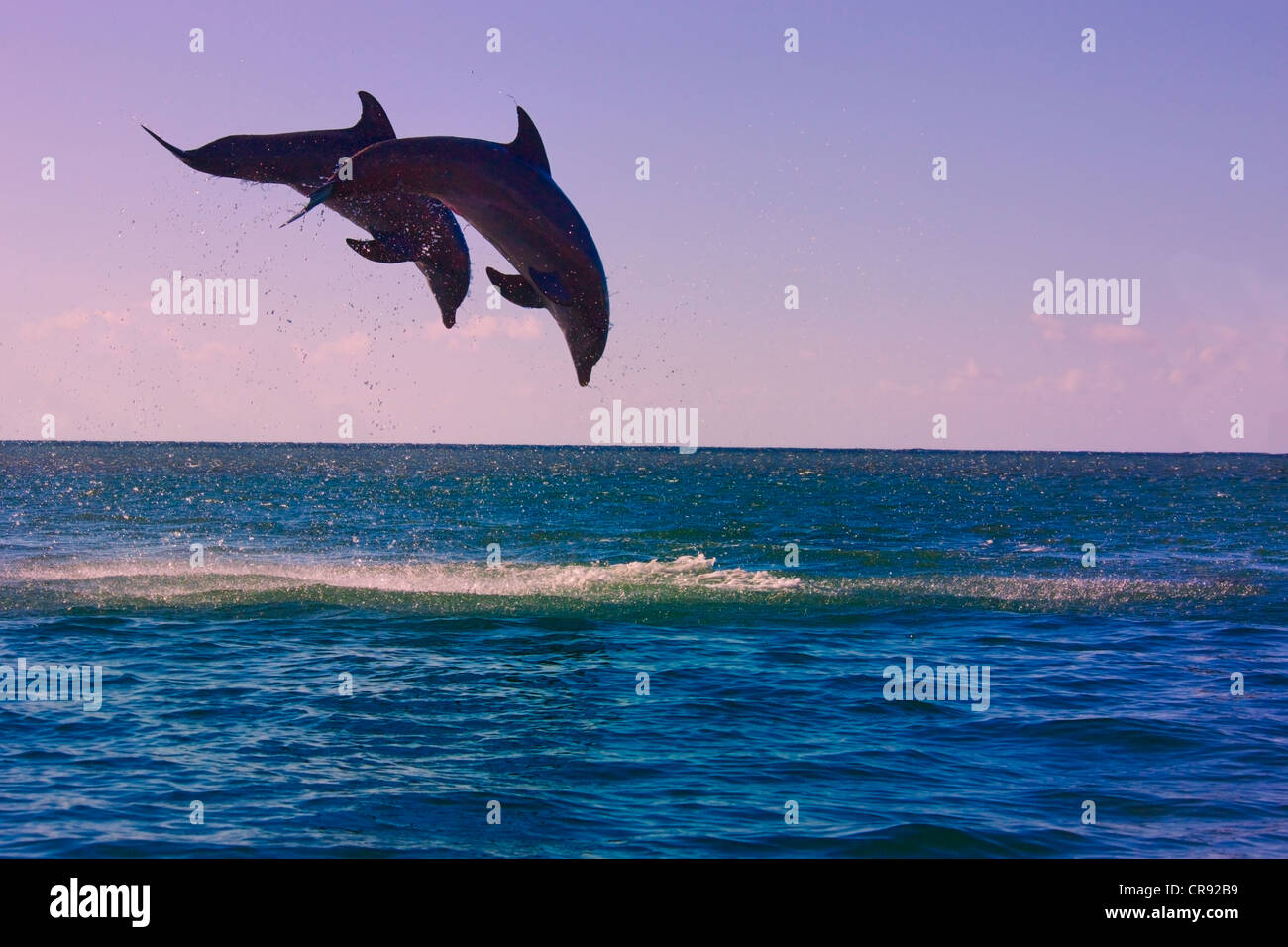 Delphine springen aus Meer, Insel Roatan, Honduras Stockfoto