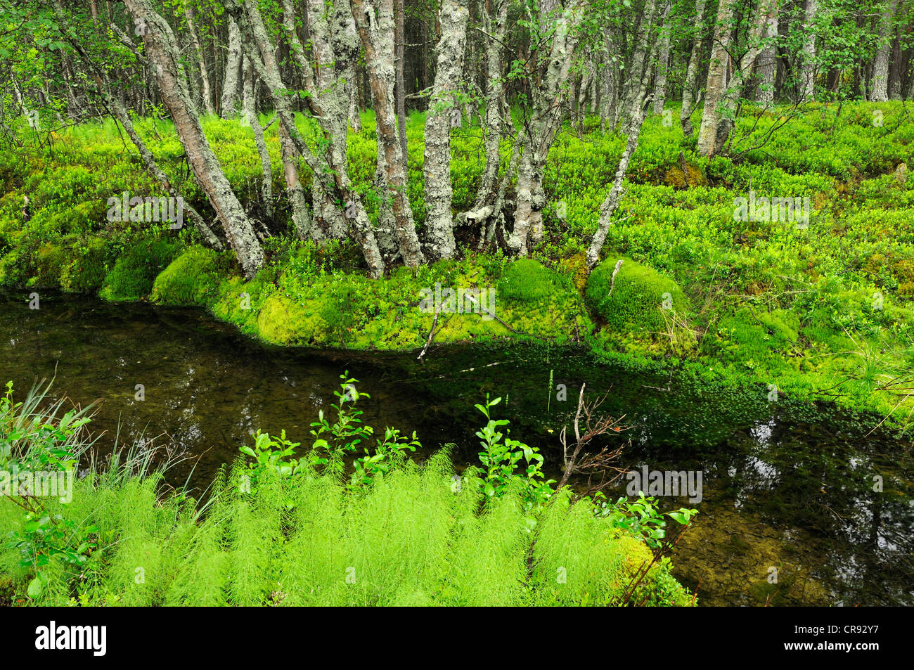 Waldlandschaft mit Schachtelhalm oder Schlange-Rasen, Rondane Nationalpark, Norwegen, Europa Stockfoto