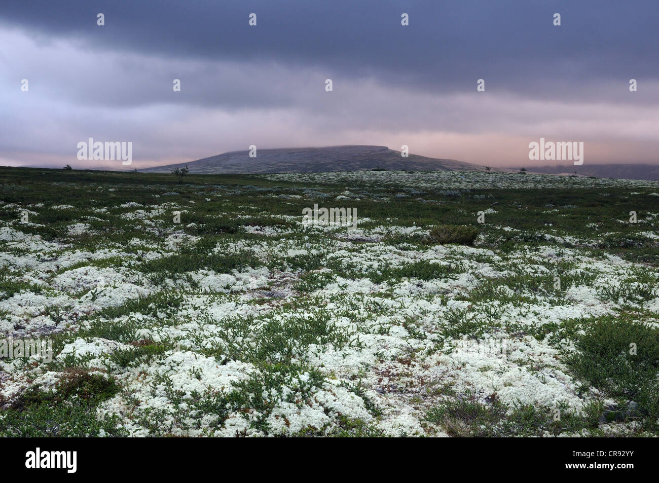 Landschaft in Rondane Nationalpark, Norwegen, Europa Stockfoto