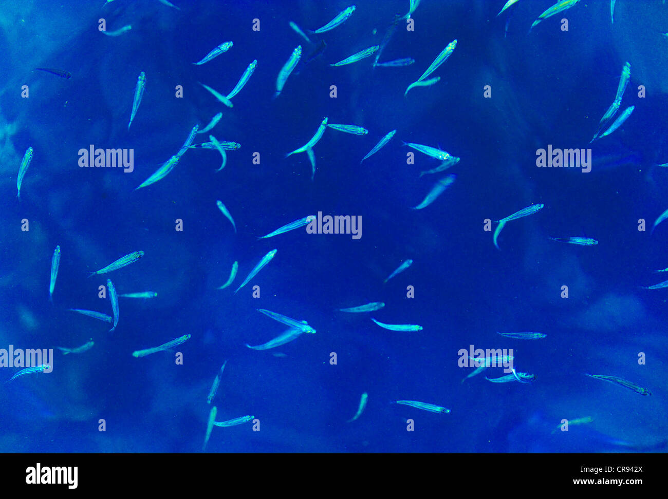 Kleine Fische im glasklaren Meerwasser, Palau Stockfoto