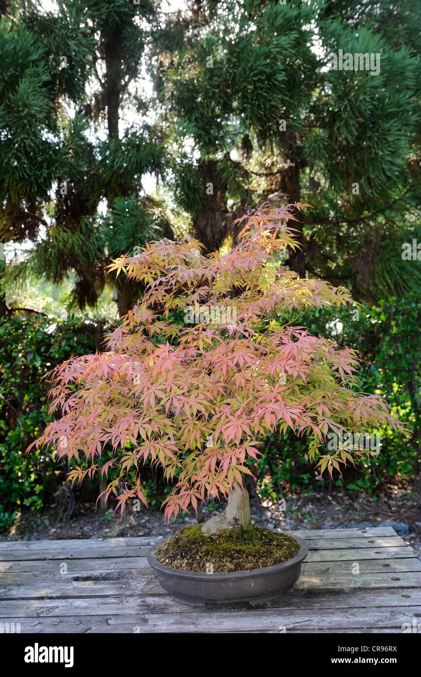 bambus westerstede Bambus 'Aureosulcata Spectabilis' - Phyllostachys aureosulcata spectabilis