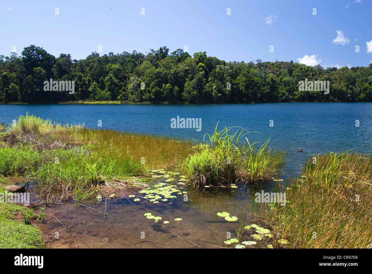 Lake Barrine, Kratersee Crater Lakes National Park, Atherton Tablelands, Queensland, Australien Stockfoto