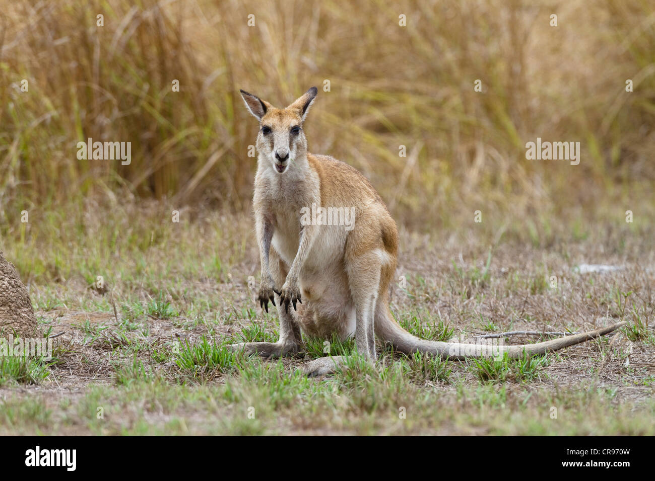Agile Wallaby oder Sandy Wallaby (Macropus Agilis), Mareeba Wetlands, Nord-Queensland, Australien Stockfoto