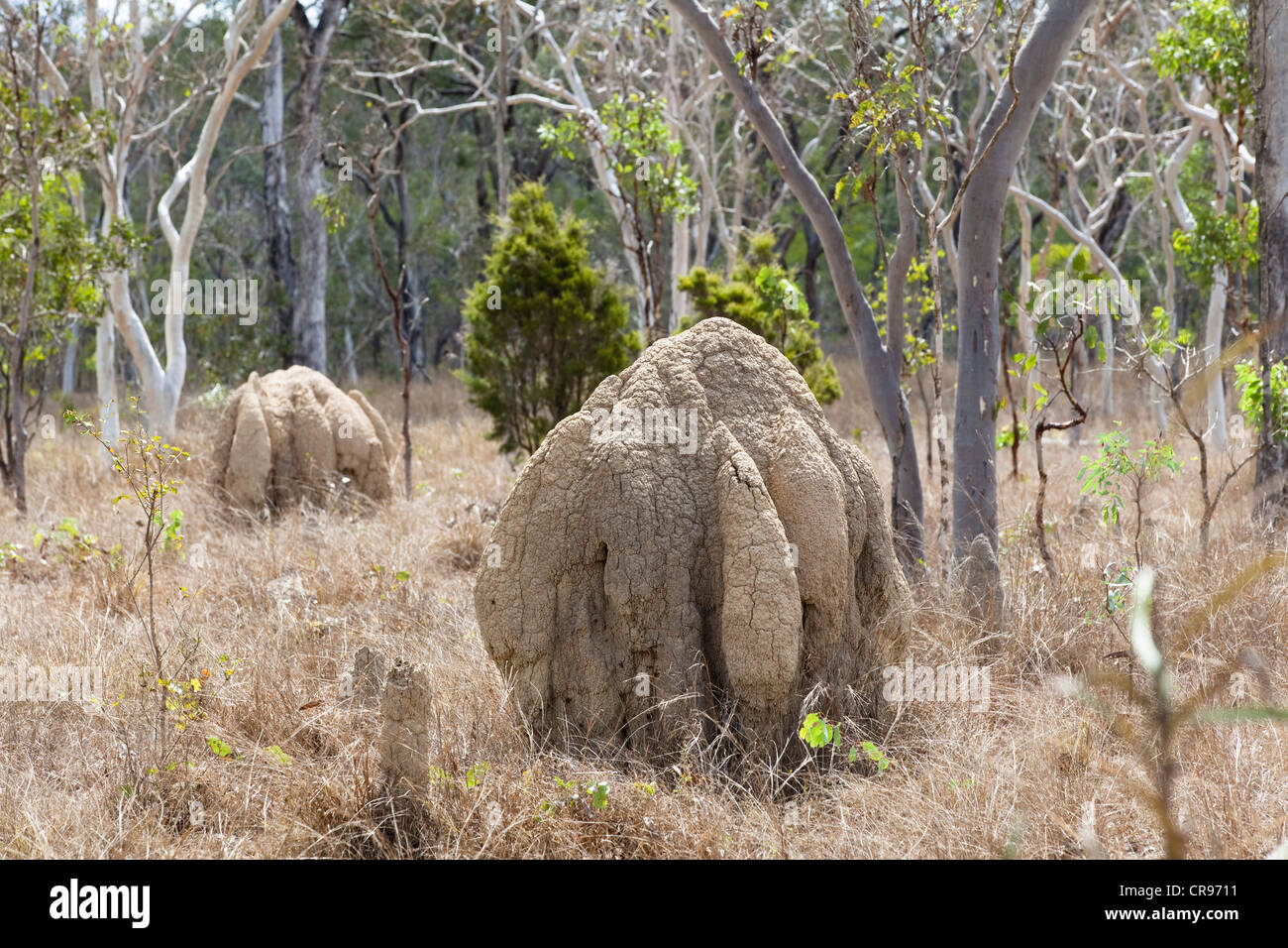 Bauchige Termitenhügel in der Nähe von Mareeba, Nord-Queensland, Australien Stockfoto