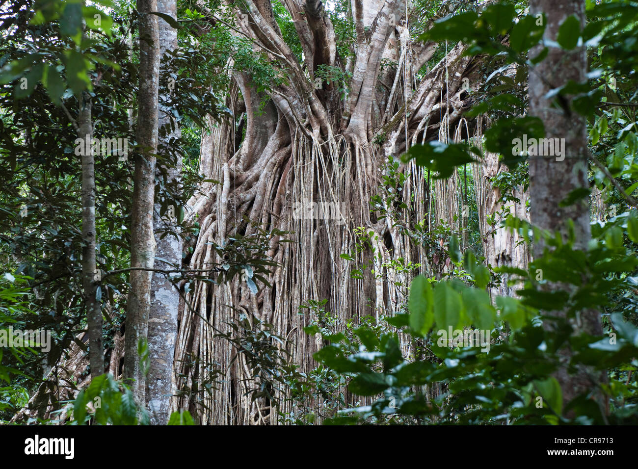 Strangler Fig Tree, Curtain Fig Tree (Ficus Virens), Regenwald, Curtain Fig Tree Nationalpark, Atherton Tablelands, Queensland Stockfoto