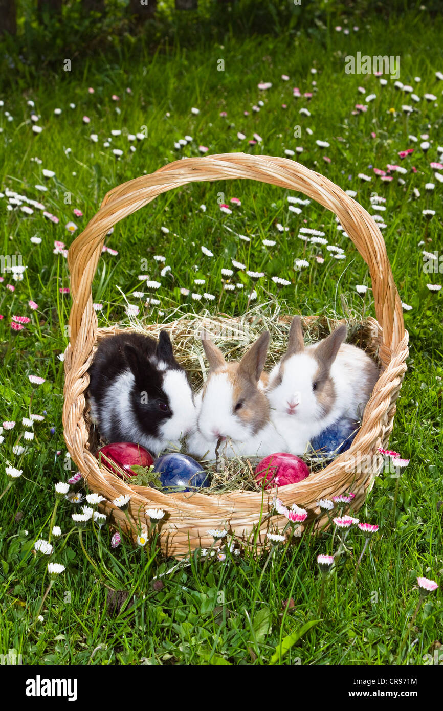 Europäischen Kaninchen (Oryctolagus Cuniculus) sitzen in einem Osternest auf eine Blume Wiese, Bayern, Deutschland, Europa Stockfoto