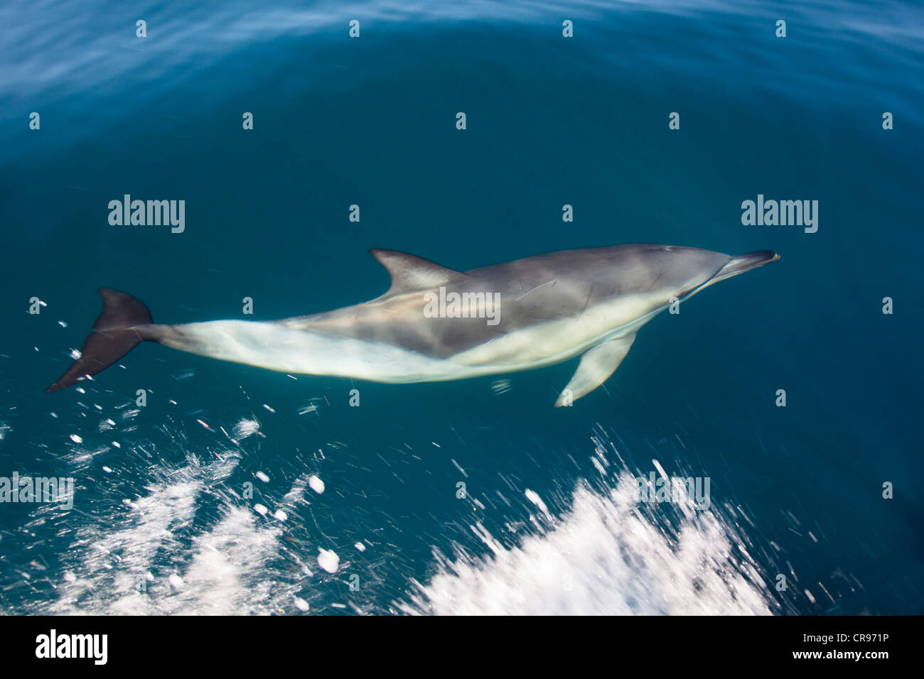 Kurzer Schnabel Gemeiner Delfin (Delphinus Delphis), im Atlantischen Ozean vor der Algarve-Küste, Portugal, Europa Stockfoto