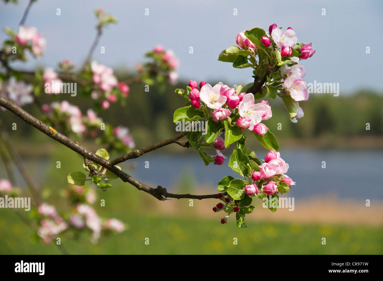 Apfelbaum, Blüten (Malus spec.), Frühling, Bayern, Deutschland, Europa Stockfoto