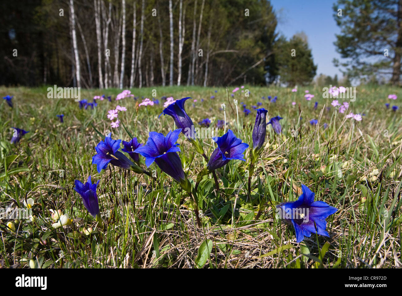 Blumenwiese mit Clusius Enzian (Gentiana Clusii) und aus der Vogelperspektive Primeln (Primula Farinosa), Oberbayern, Deutschland Stockfoto