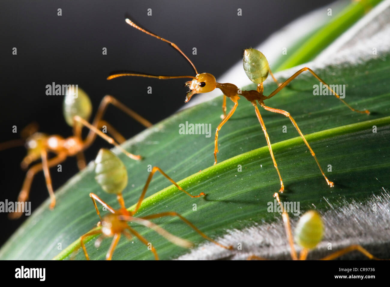 Grüner Baum Ameisen (Oecophylla Smaragdiana) auf ihrem Nest, Regenwald, Queensland, Australien Stockfoto