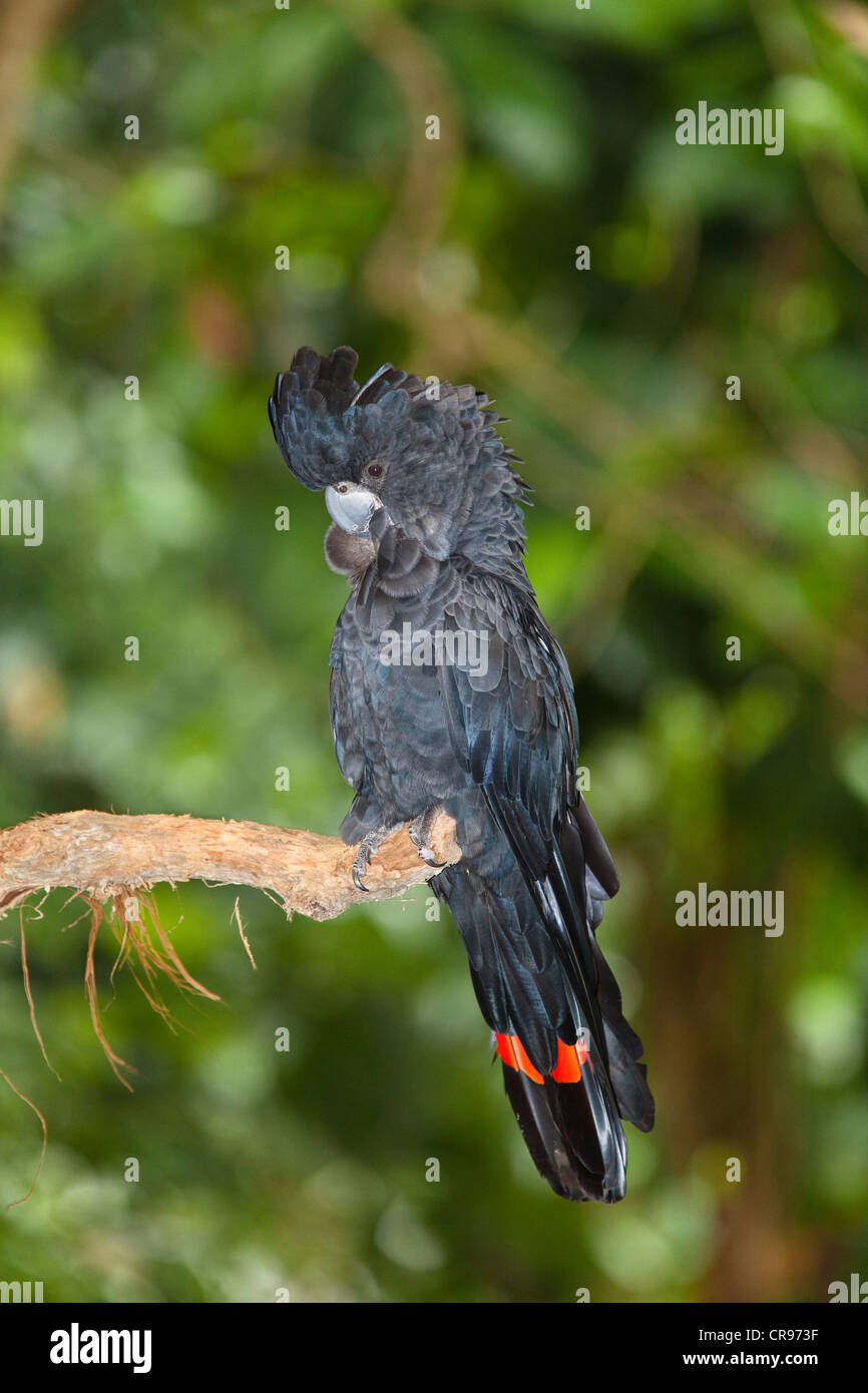 Red-tailed Black Cockatoo (Calyptorhynchus Banksii), putzen, Männlich, Queensland, Australien Stockfoto