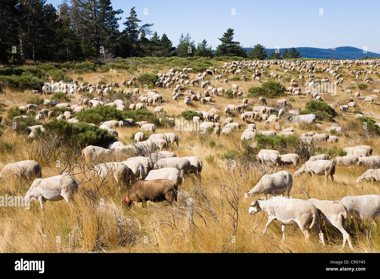 Herde von Schafen in den Cevennen Nationalpark, Frankreich, Europa Stockfoto
