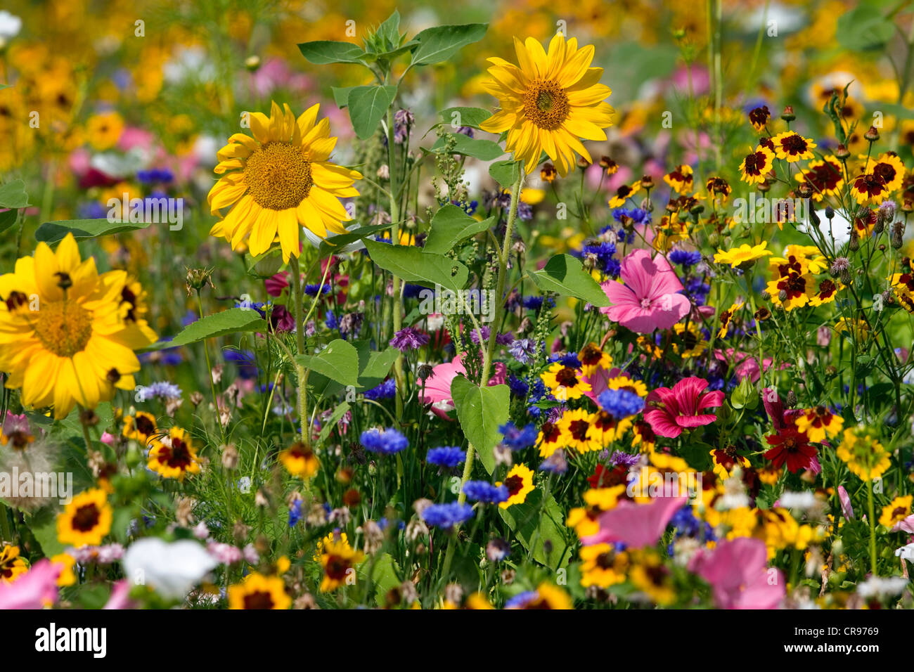 Blühende Wiese mit Sonnenblumen, Helianthus Annuus, Deutschland Stockfoto