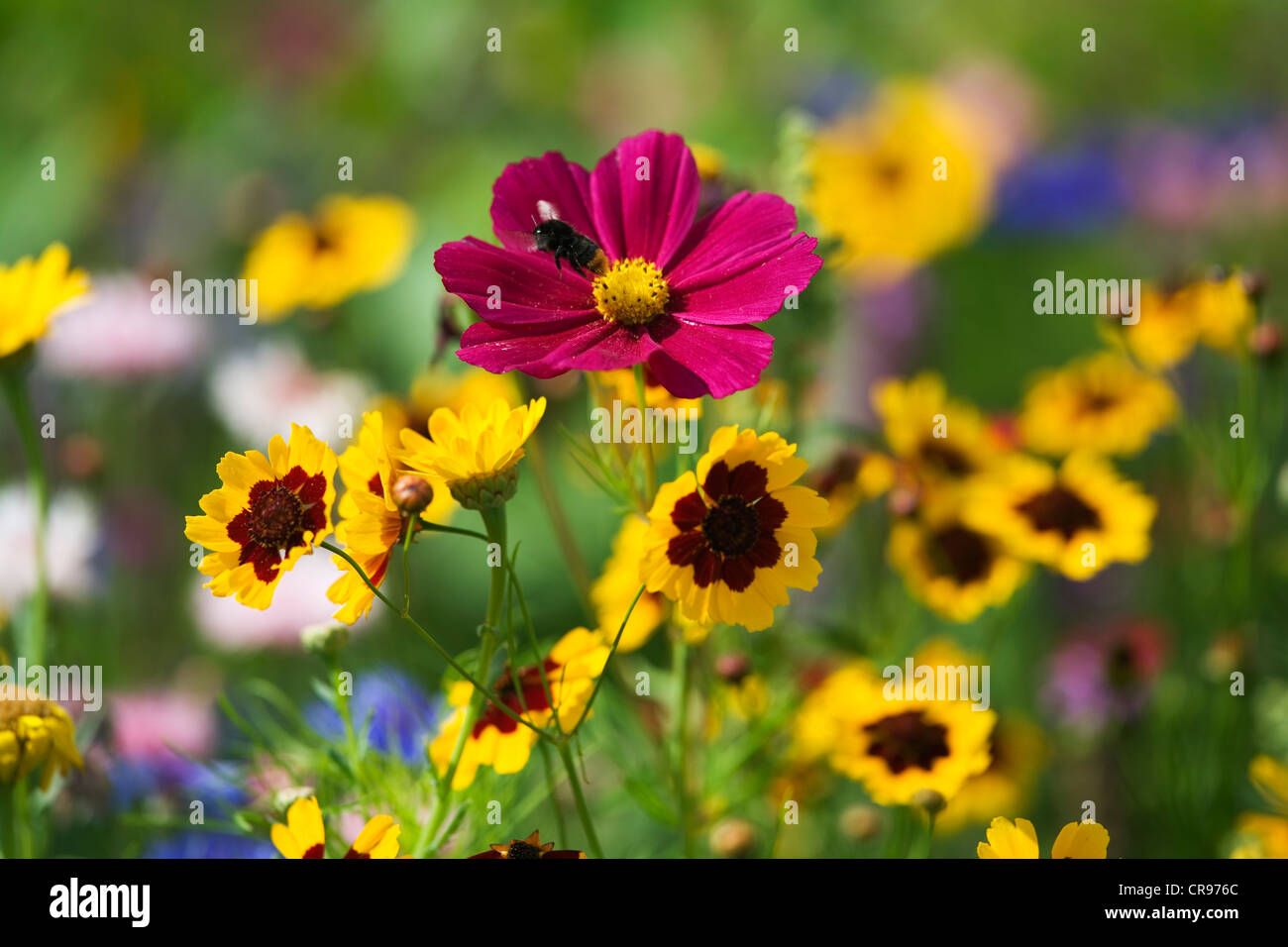 Blühende Wiese mit Garten Kosmos oder mexikanische Aster (Cosmos Bipinnatus), Deutschland, Europa Stockfoto