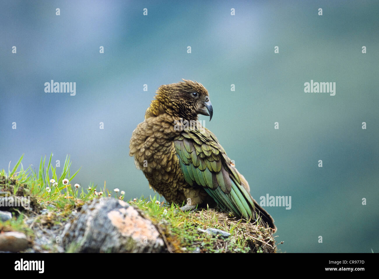 Kea (Nestor Notabilis), Fjordland National Park, Neuseeland Stockfoto