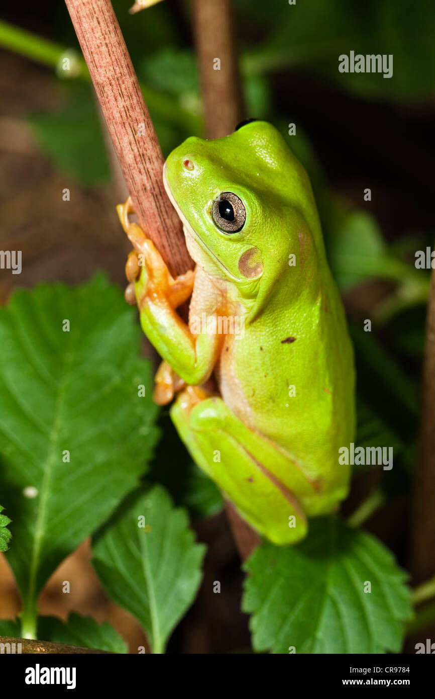 Gemeinsamen grünen Laubfrosch (Litoria Caerulea), Regenwald, Iron Range Nationalpark, Kap-York-Halbinsel, Norden von Queensland Stockfoto