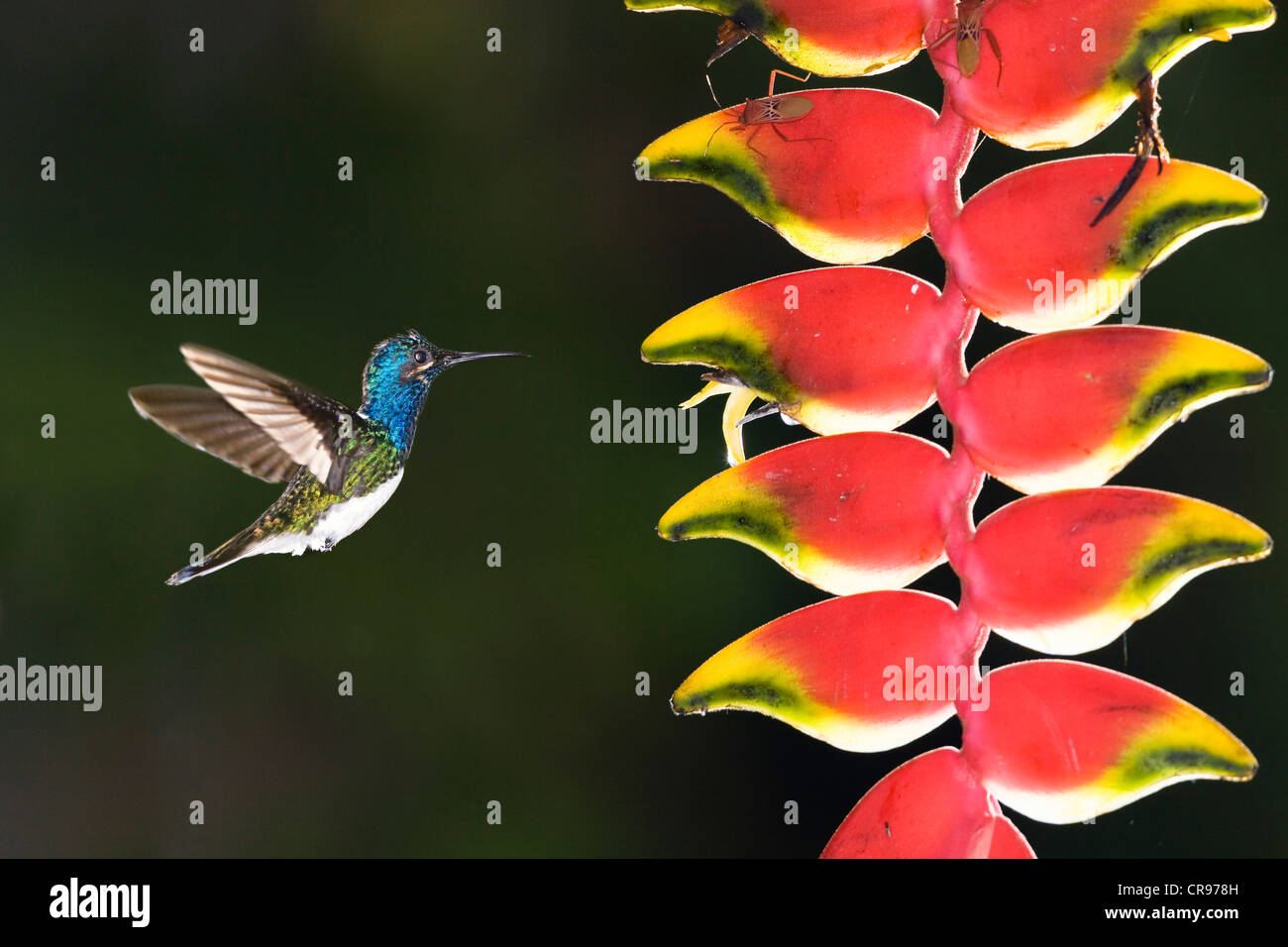 Weiß-necked Jakobiner Kolibri (Florisuga Mellivora), junger Mann neben einer Heliconia (Heliconia Rostrata) Blume Stockfoto