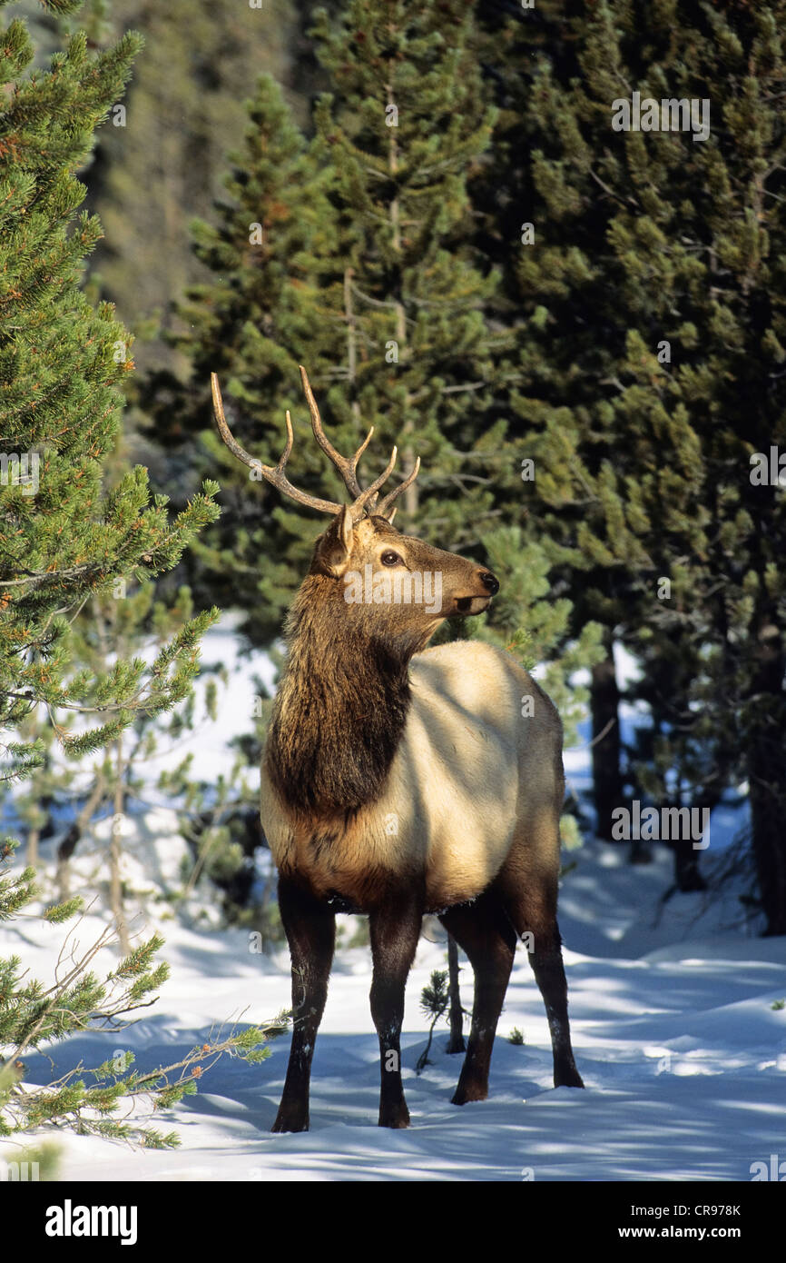 Wapiti (Cervus Canadensis) im Yellowstone-Nationalpark, Wyoming, USA Stockfoto