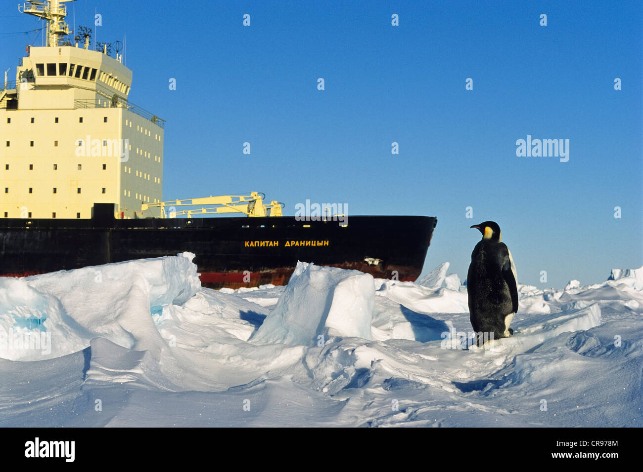 Kaiserpinguin (Aptenodytes Forsteri) und russischen Eisbrecher, Eis-Regal, Weddellmeer, Antarktis Stockfoto