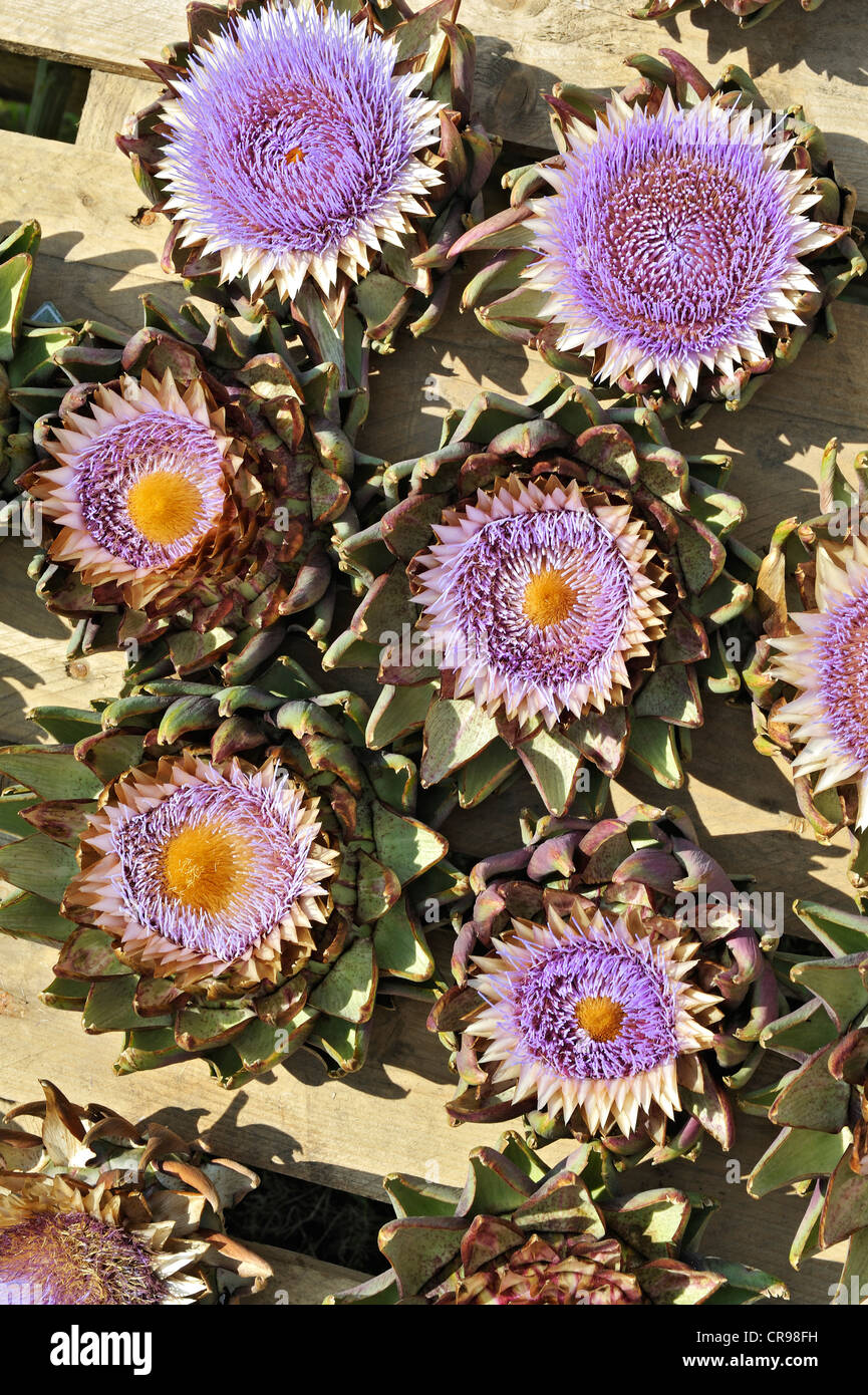 Artischocke (Cynara Scolymus) Blumen Stockfoto