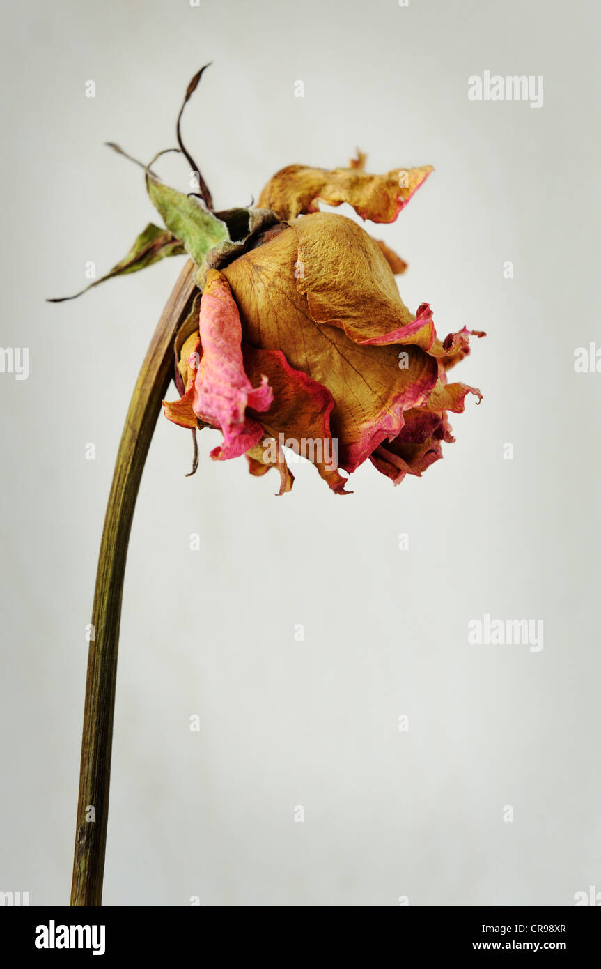 Verwelkte rose Stockfoto