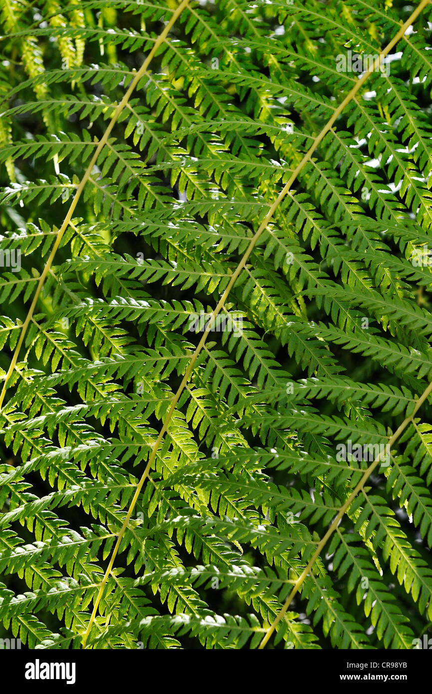 Riesen Schachtelhalm Equisetum Giganteum Botanischer Garten