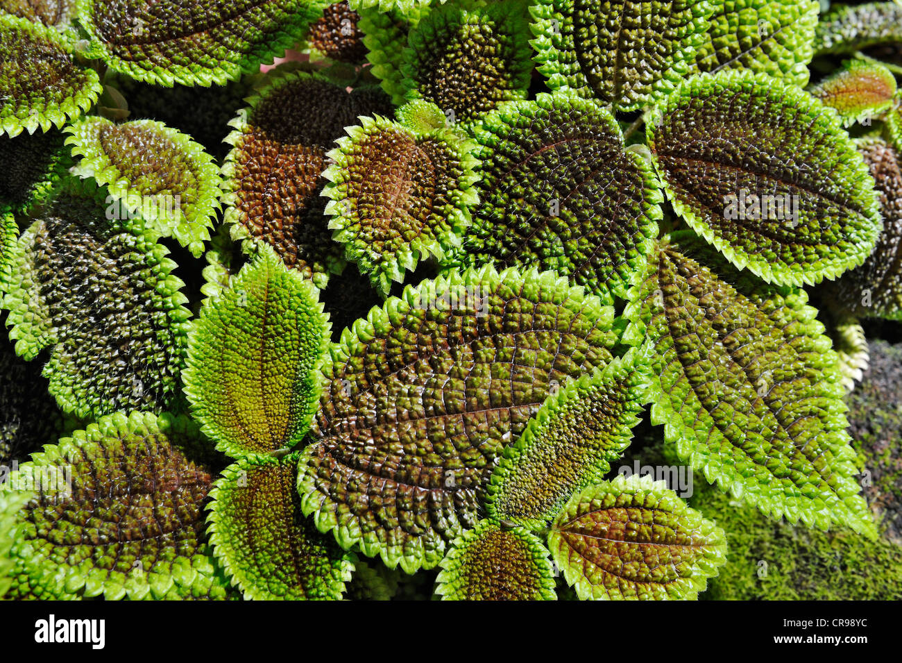 Blätter, Mondtal Pflanze (J.r.Haager Mollis), Botanischer Garten, München, Bayern, Deutschland, Europa Stockfoto