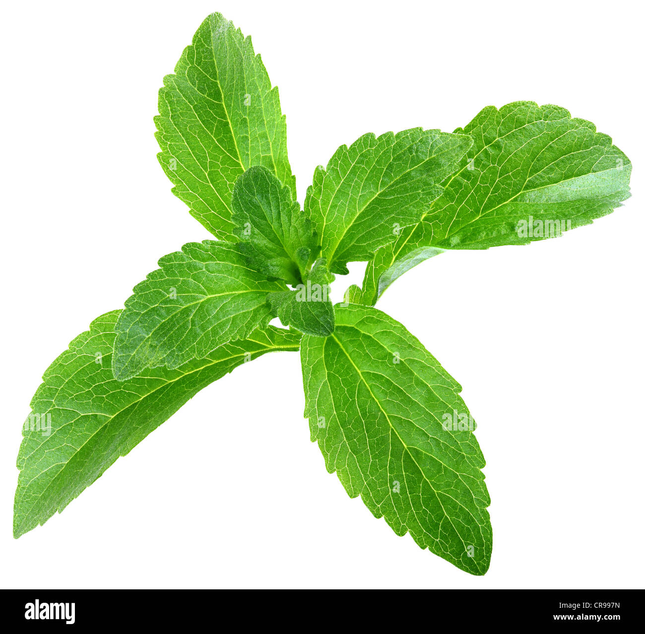 Stevia Rebaudiana Blätter isolierten auf weißen Hintergrund Stockfoto