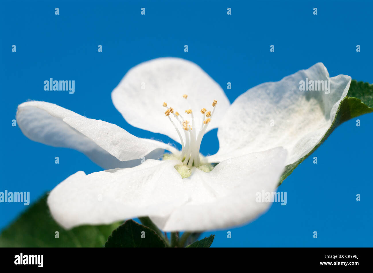 Blumen auf farbigen Hintergrund, Blumen-Serie, Makro-Foto Stockfoto