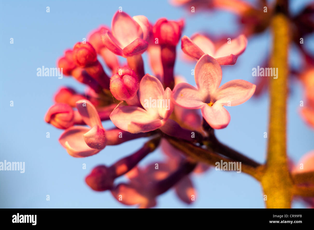 Blumen auf farbigen Hintergrund, Blumen-Serie, Makro-Foto Stockfoto