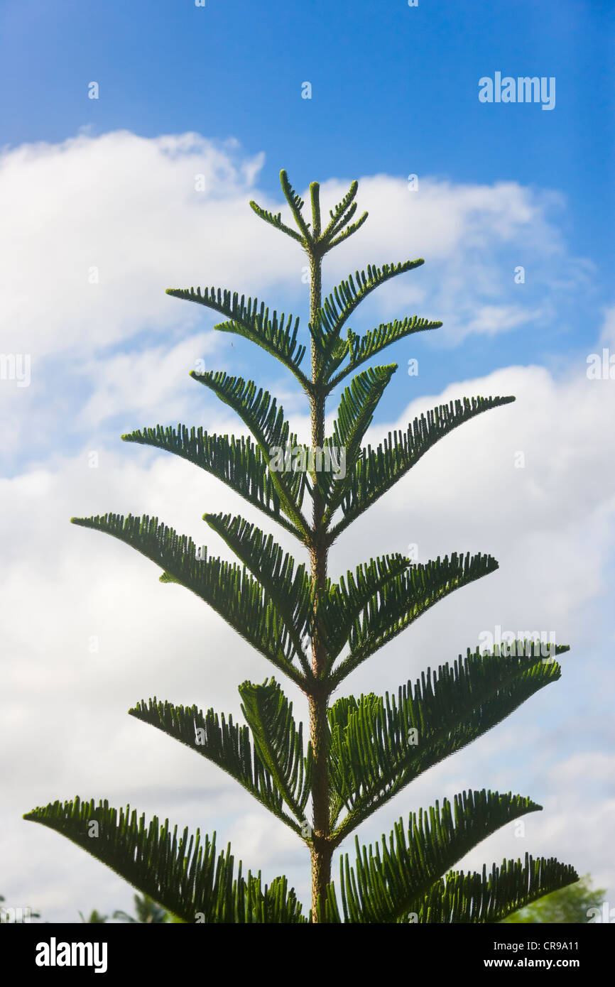 Baum, Bohol Island, Philippinen Stockfoto