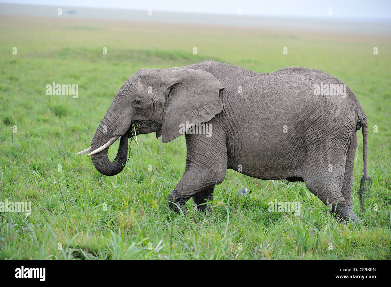 Afrikanischen Bush Elefanten - Savanne Elefanten - Bush Elefant (Loxodonta Africana) Weiden in einem Sumpf Masai Mara Stockfoto
