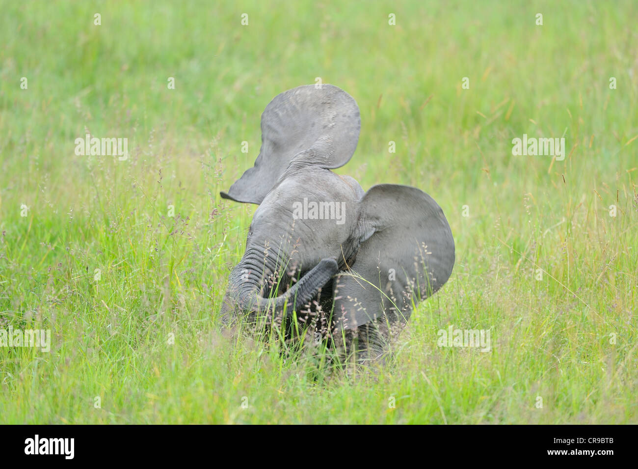 Afrikanischen Busch Elefant - Savanne Elefanten - Bush Elefant (Loxodonta Africana) Kalb spielen in den hohen Gräsern Masai Mara Stockfoto