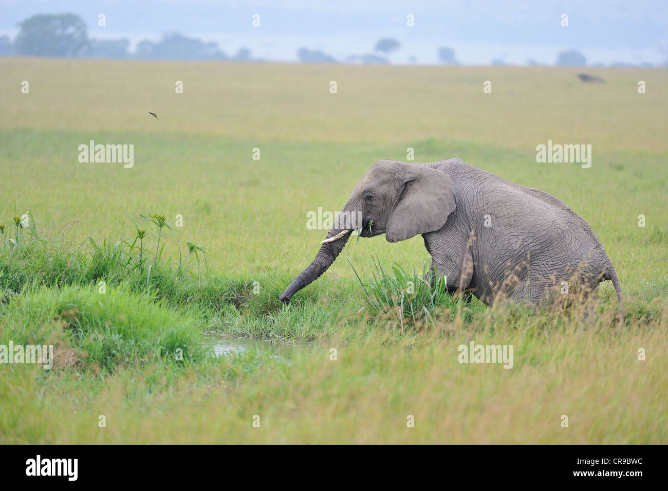 Afrikanischen Bush Elefanten - Savanne Elefanten - Bush Elefant (Loxodonta Africana) Weiden in einem Sumpf Masai Mara Stockfoto