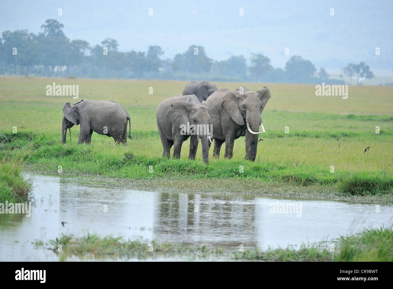Afrikanischer Elefant - Savanne Elefanten - Bush Elefant (Loxodonta Africana) Herde Weiden in einem Sumpf Masai Mara Stockfoto