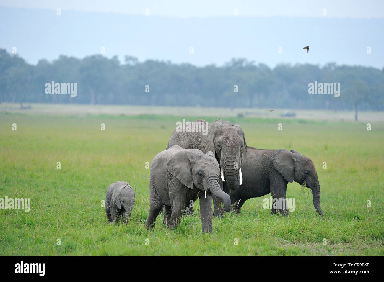 Afrikanischer Elefant - Savanne Elefanten - Bush Elefant (Loxodonta Africana) Herde Weiden in einem Sumpf Masai Mara Stockfoto
