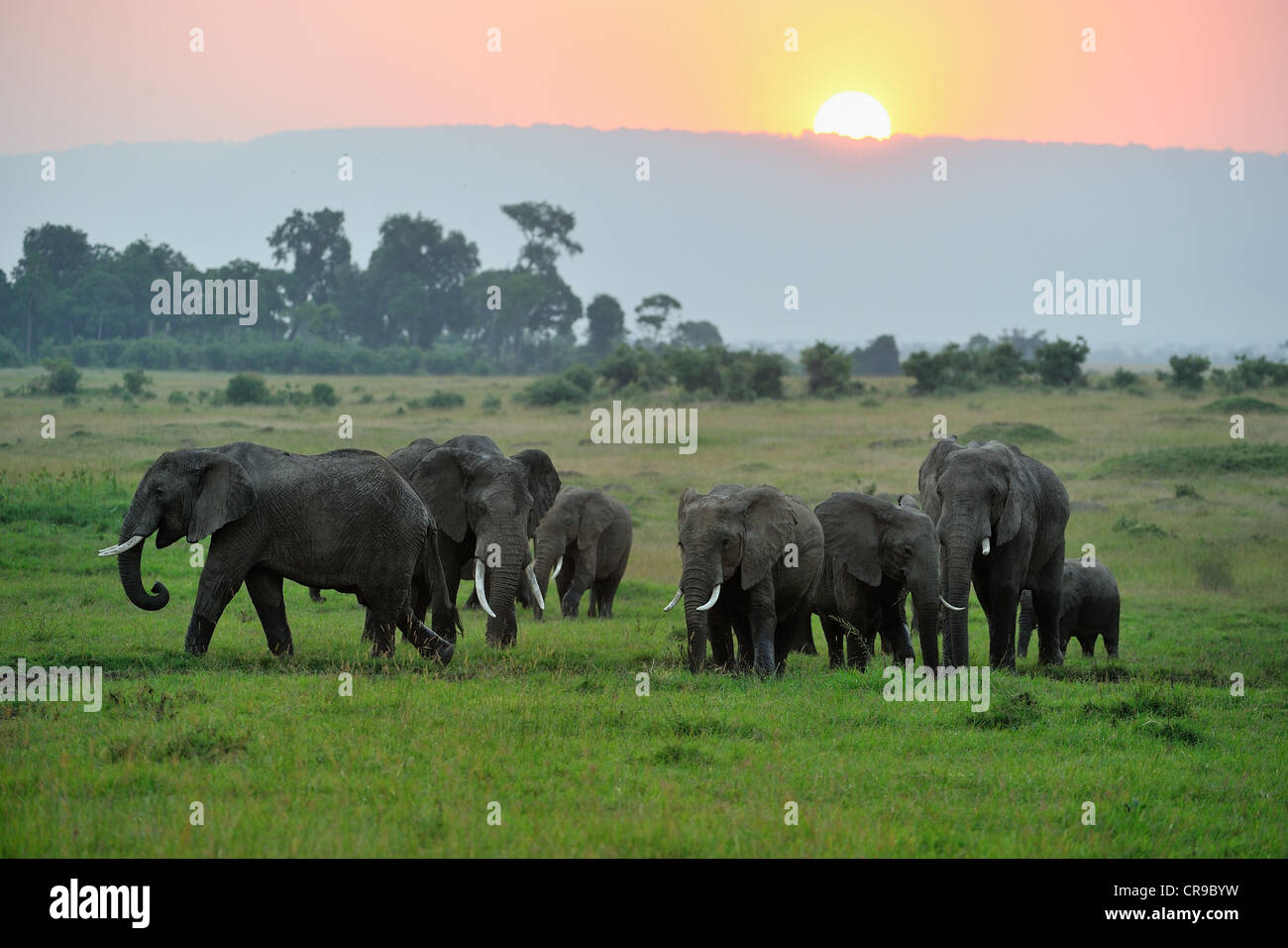 Afrikanischen Busch - Savanne Elefanten - Bush Elefant (Loxodonta Africana) Elefantenherde Weiden bei Sonnenuntergang Masai Mara Stockfoto
