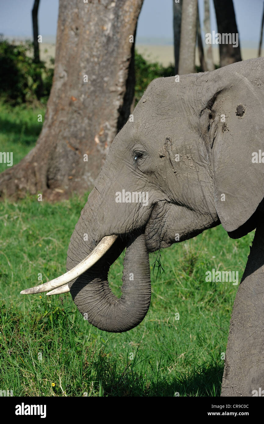 Afrikanischen Busch Elefant - Savanne Elefanten - Bush Elefant (Loxodonta Africana) Weiden Masai Mara - Kenia - Ost-Afrika Stockfoto