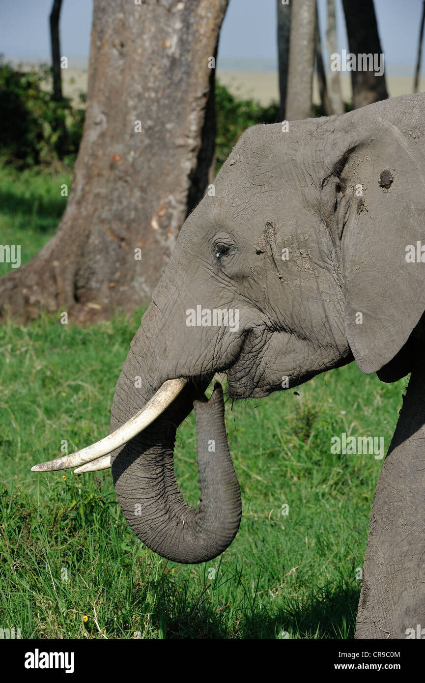Afrikanischen Busch Elefant - Savanne Elefanten - Bush Elefant (Loxodonta Africana) Weiden Masai Mara - Kenia - Ost-Afrika Stockfoto