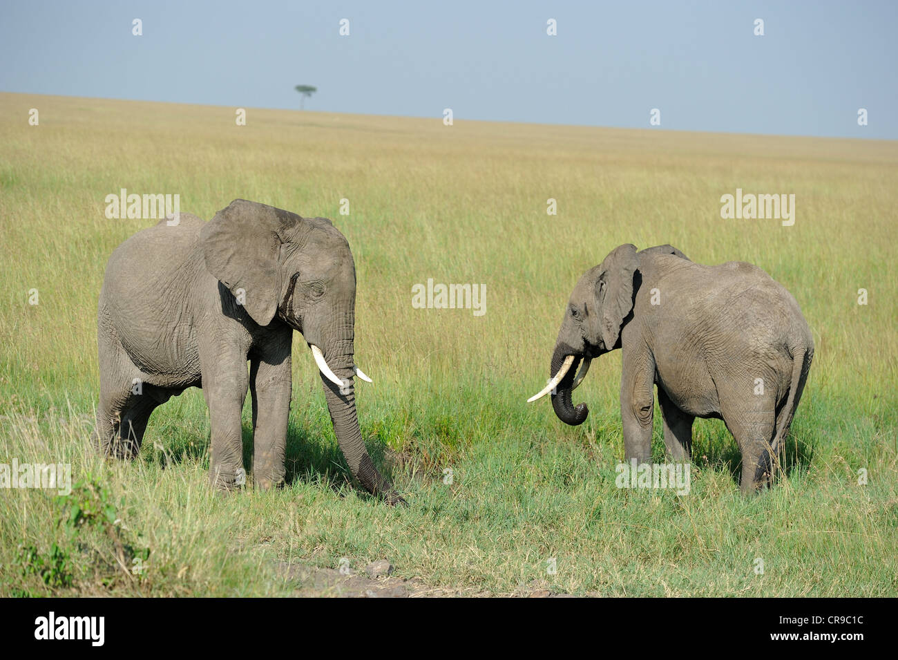 Afrikanischen Busch Elefant - Savanne Elefanten - Bush Elefant (Loxodonta Africana) paar stehen in der Savanne Masai Mara Stockfoto